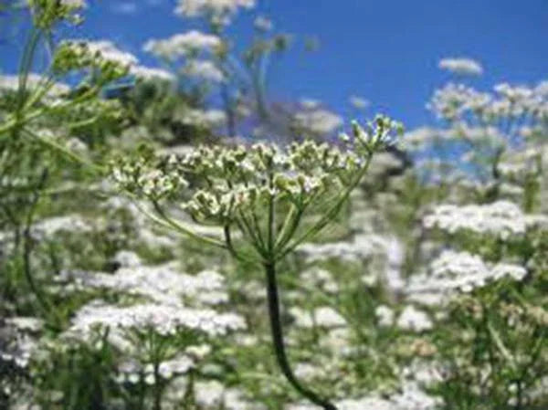 Cumin Seed Heirloom Non-GMO 50+ Seeds for Growing (Cuminum cyminum)