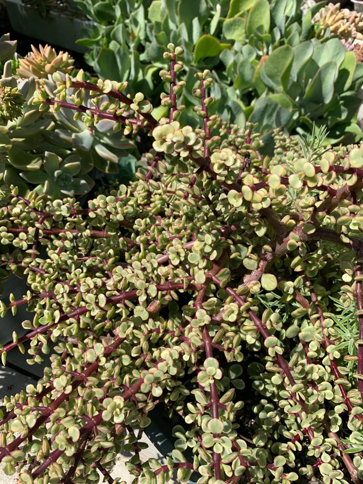 Variegated Rare Elephant Bush Mini Jade Cuttings - 6 Pieces - Crassula perfoliata var. Falcata - 5 Inches Long