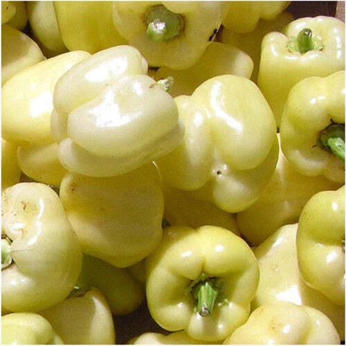 White Bell Sweet Pepper Seeds – 20+ Non-GMO Capsicum Annuum Vegetable – USA Grown, Free Shipping