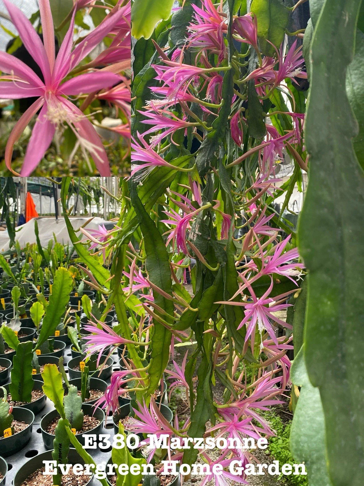 Epiphyllum Orchid Cactus “Marzsonne” | 4” Starter Pot | Rooted Houseplant | Tropical Indoor Plant