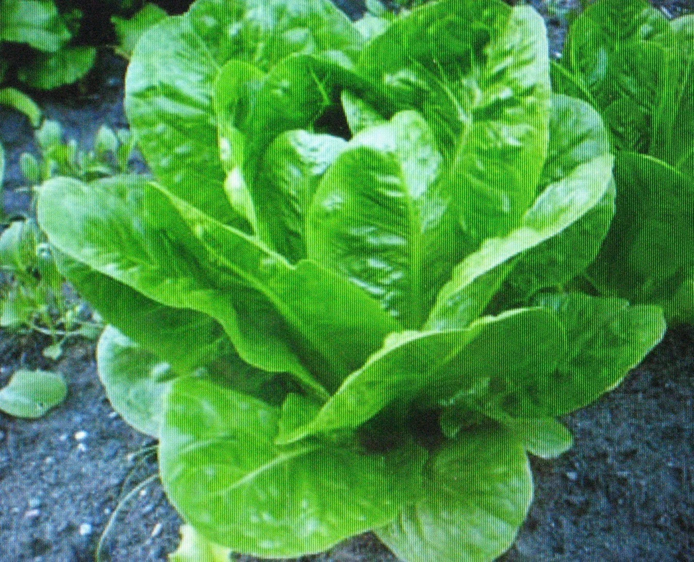 Romaine Lettuce Seeds - 200 Seeds - Nutritious Parris Island Cos - Lactuca sativa