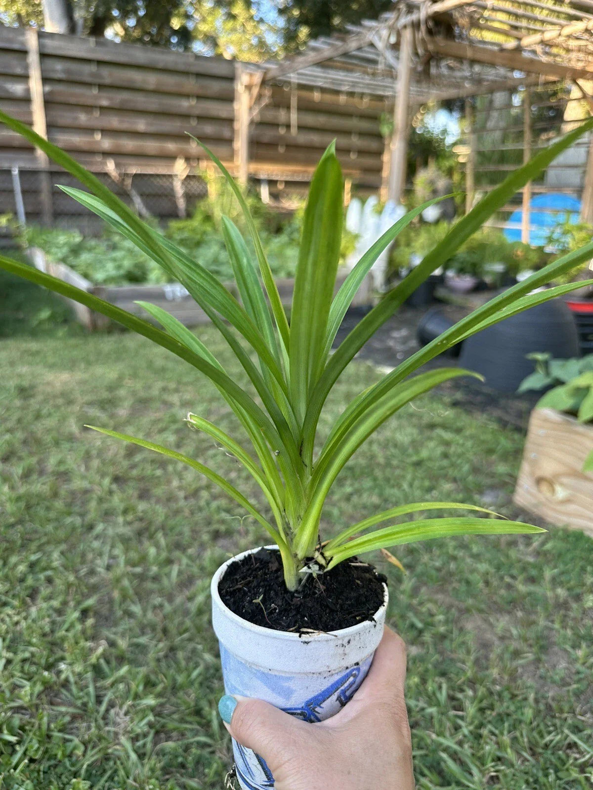 Live Cup Pandan Plant (lá Dứa) 5”-9” - Aromatic Culinary Herb - Pandanus amaryllifolius