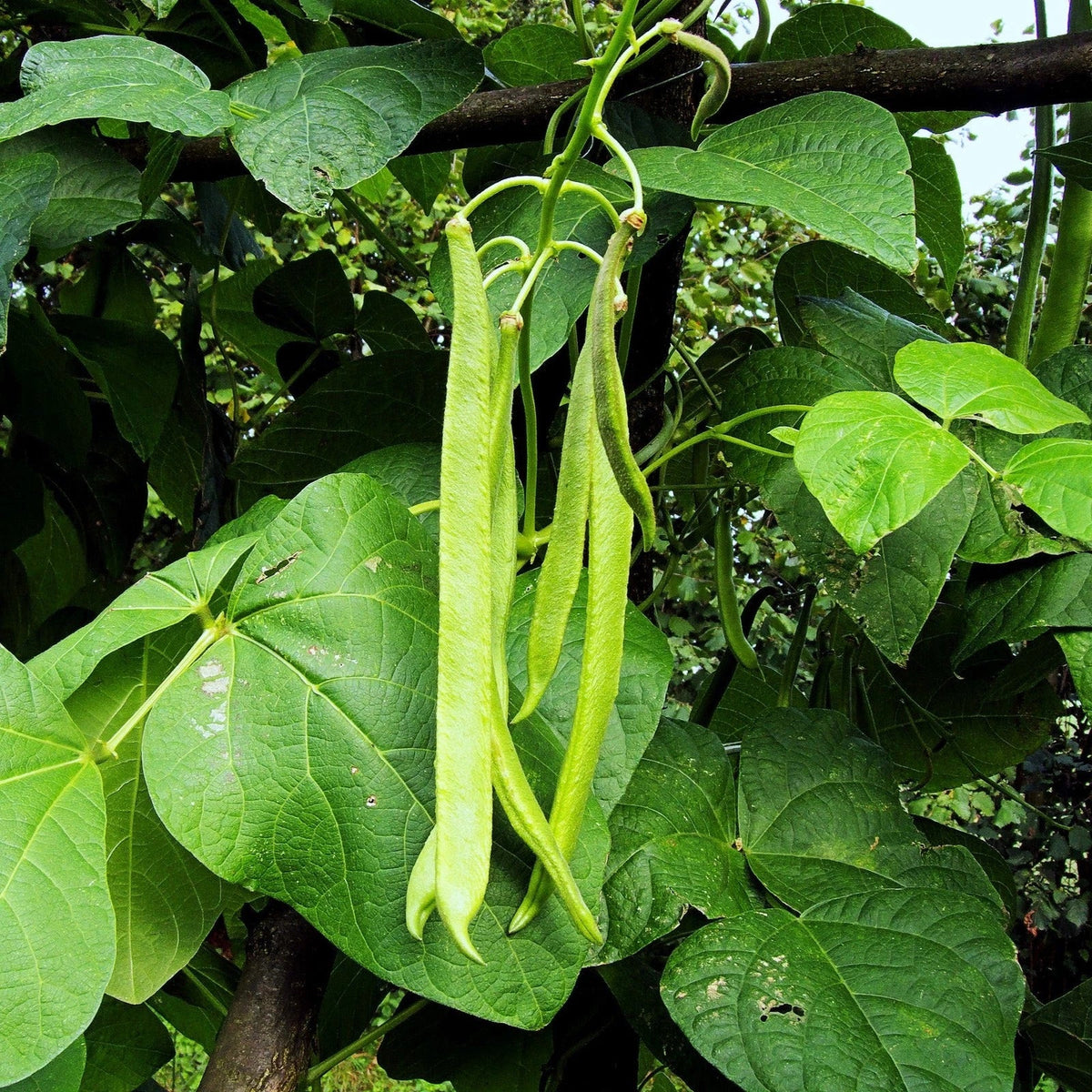 White Half Runner Bean Seeds - Early Mountaineer Pole Variety - Ideal for 2025 Planting - Organic Gardening