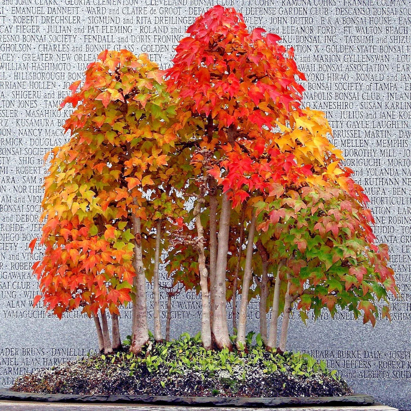 Trident Maple Tree Seeds - Acer buergerianum - Gorgeous Fall Colors - Bonsai Plant Seeds for Home Gardening