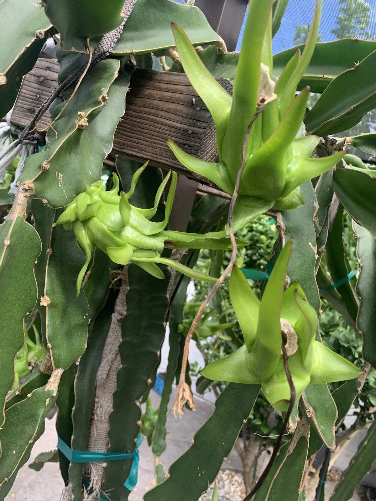 Dragon Fruit Cutting - 10 Rare Live Pitaya Cuttings, 3-5 Inches for Grafting - Hylocereus spp.