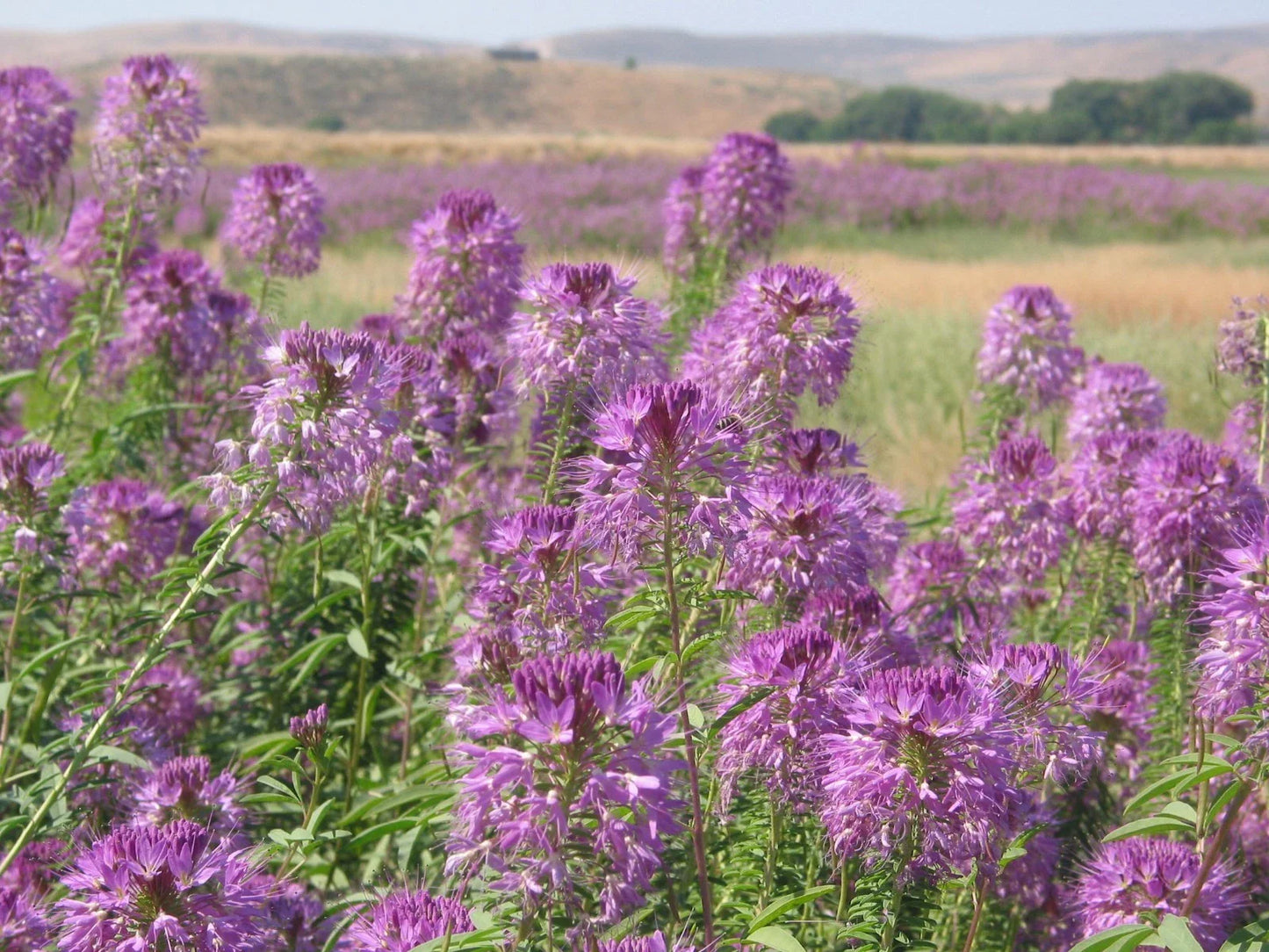Rocky Mountain Bee Plant Seeds - 100+ Native Wildflower Seeds for Pollinators - Cleome serrulata