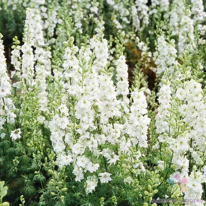 White King Delphinium Seeds - 200+ Pack for Garden Planting - Delphinium elatum - USA Grown - Free Shipping