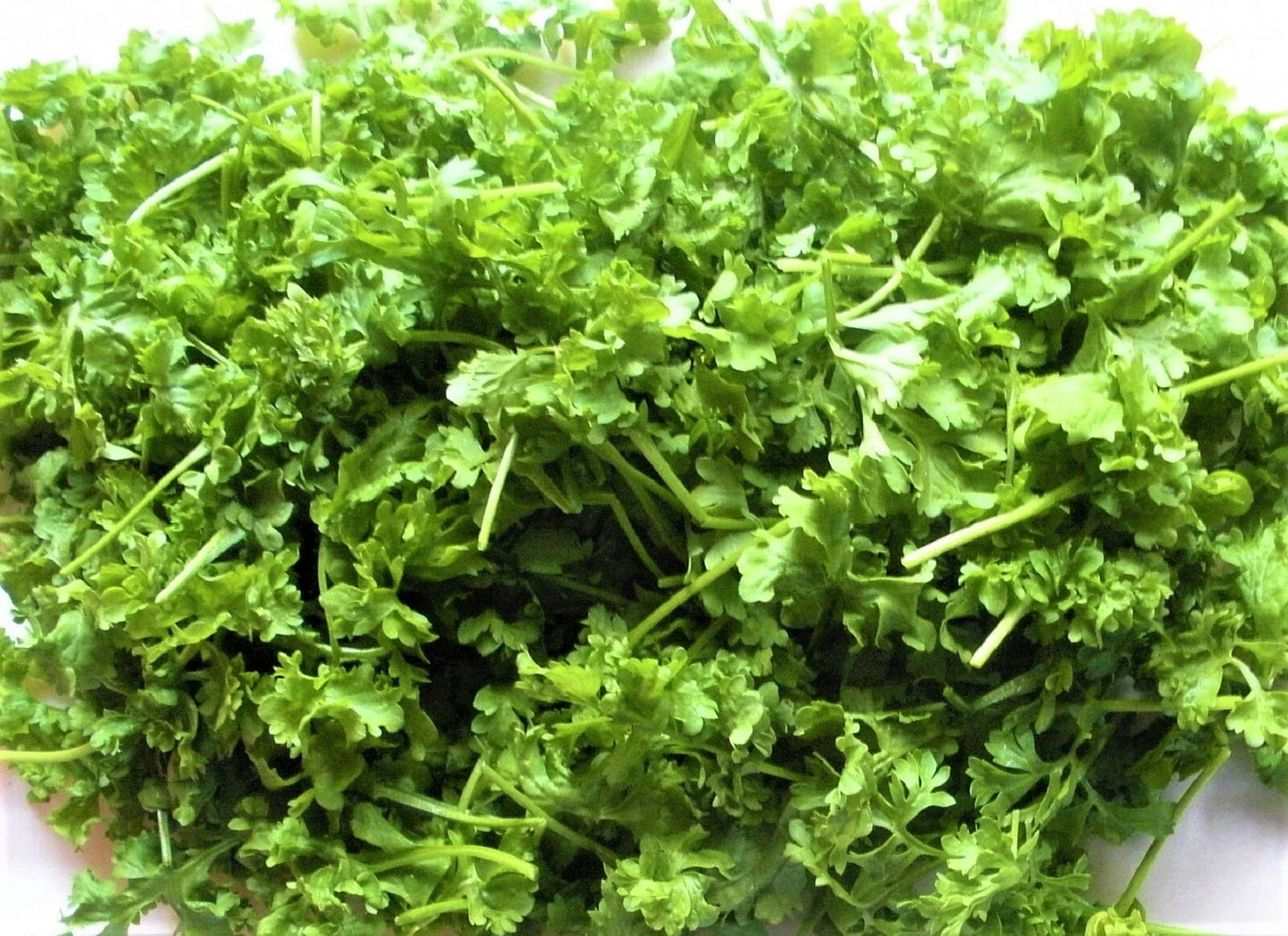 Curled Cress Seeds - 500+ Non-GMO Seeds for Gardening - Lepidium sativum