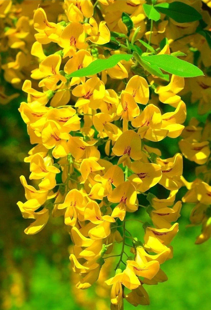 Golden Wisteria Seeds - 5 Perennial Climbing Flower Seeds - Rare Variety (Wisteria floribunda) - USA Seller
