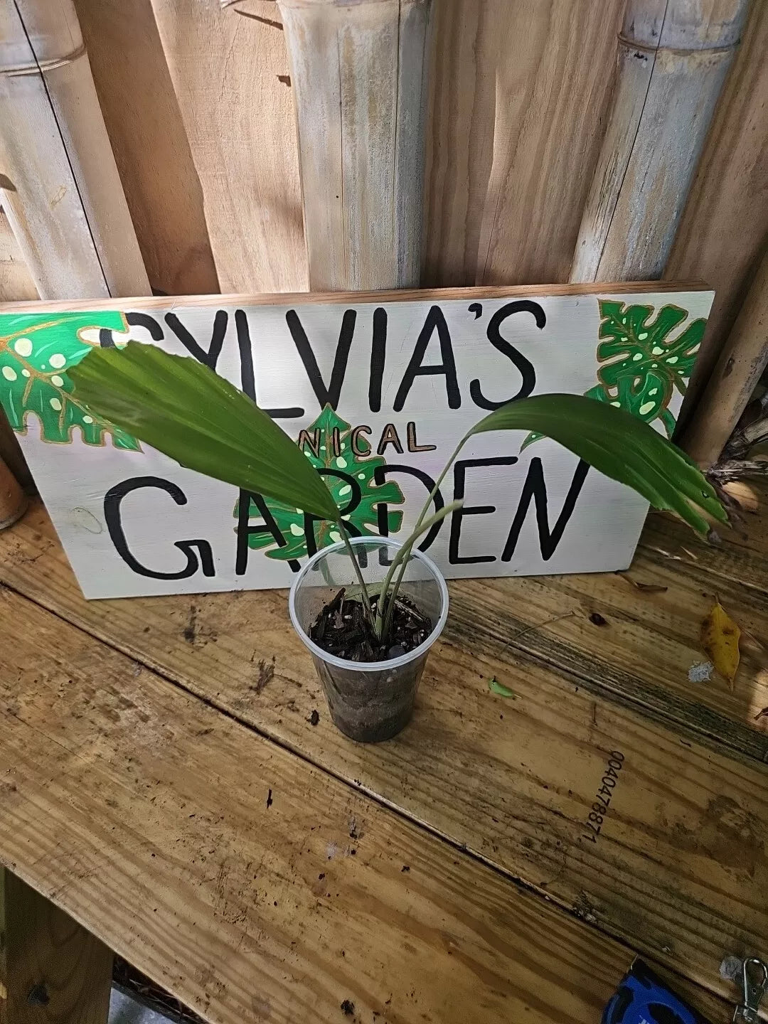 Sugar Palm Tree Seedling 3.5" Pot Arenga Pinnata Live Plant