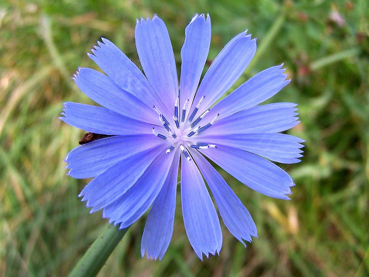 Chickroy Wildflower Seeds - 2,000 Seeds - Wildlife Food - Native Flower Mix for Planting