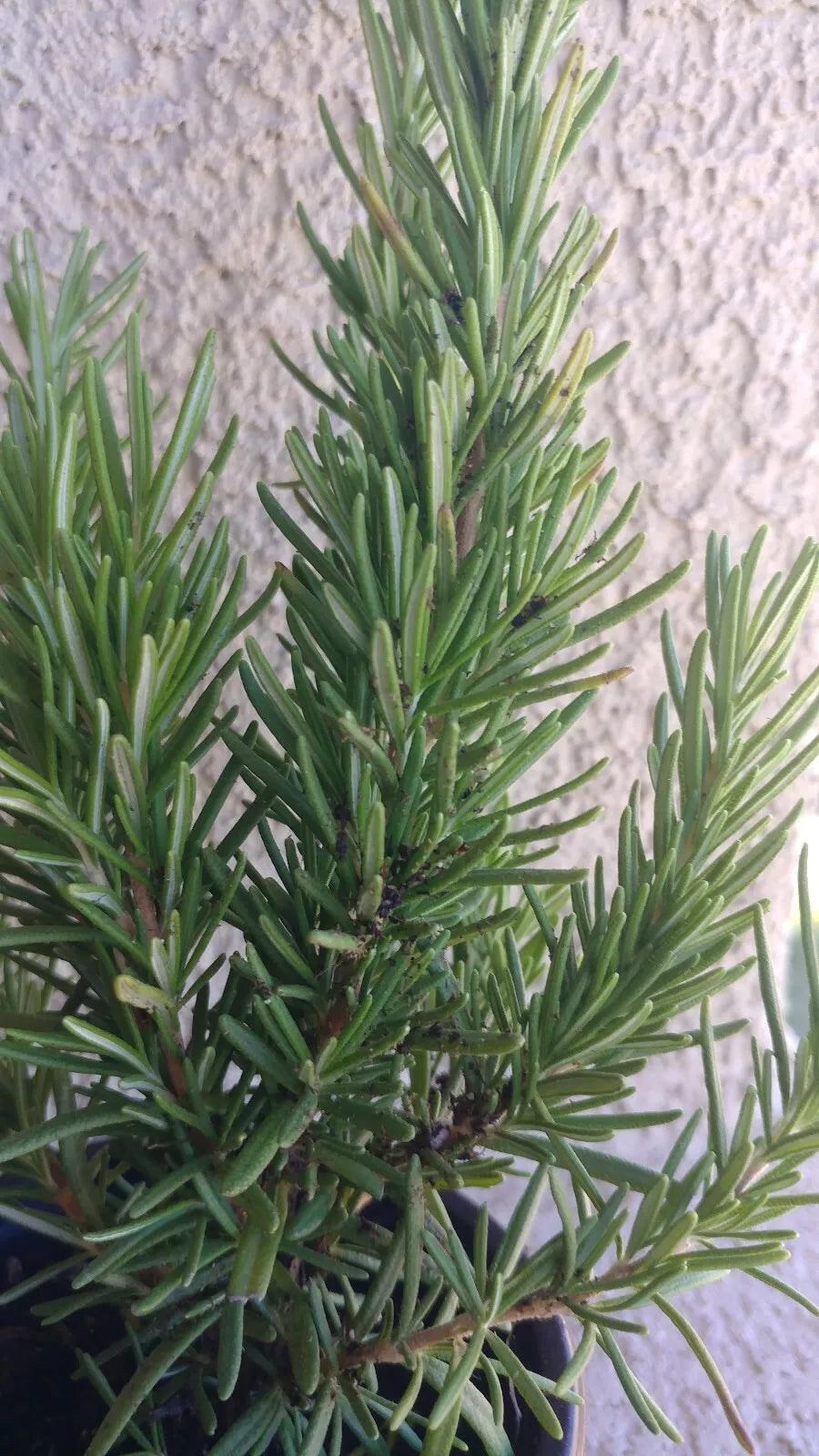 Rosemary Plant - Medium Size Live Bare Root Herb for Garden - Rosmarinus officinalis, Approx 8-9" Tall