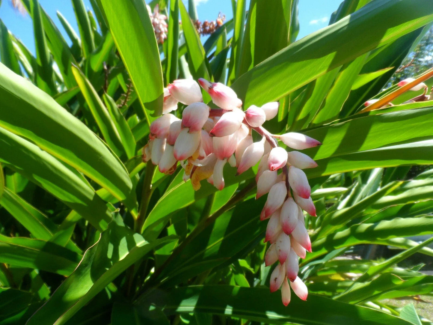 Live Shell Ginger Plant Rhizome - Alpinia Zerumbet - Exotic Porcelain Lily with Unique Flowers