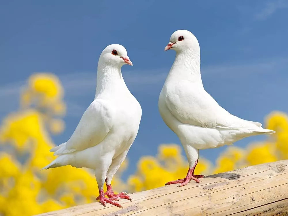 Peredovik Sunflower Seeds for Planting - 500 Seeds - Attract Doves and Birds - Helianthus annuus