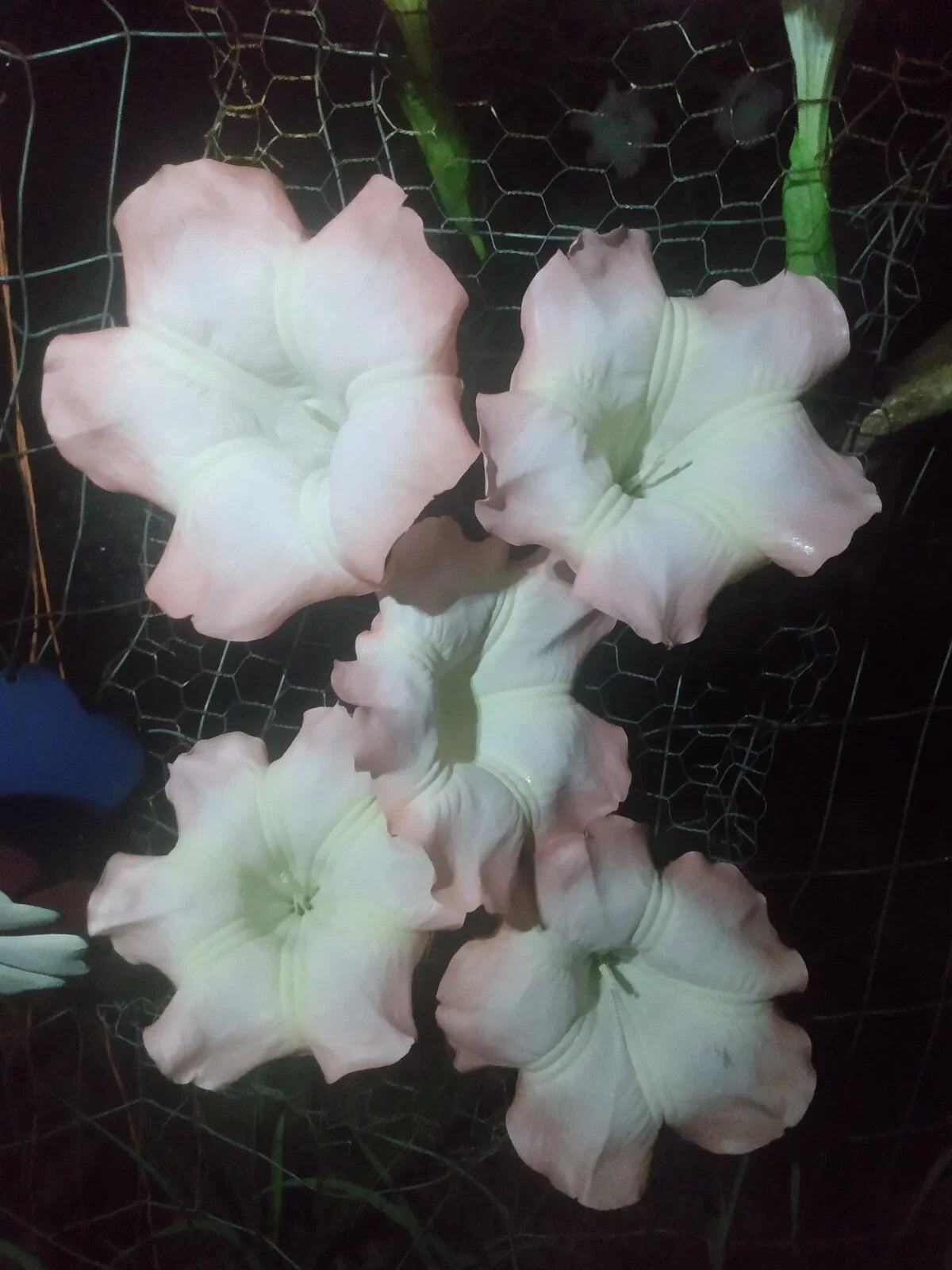 Brugmansia Cuttings - Pink Angel Trumpet - 5 Easy to Grow Cuttings - Brugmansia spp.