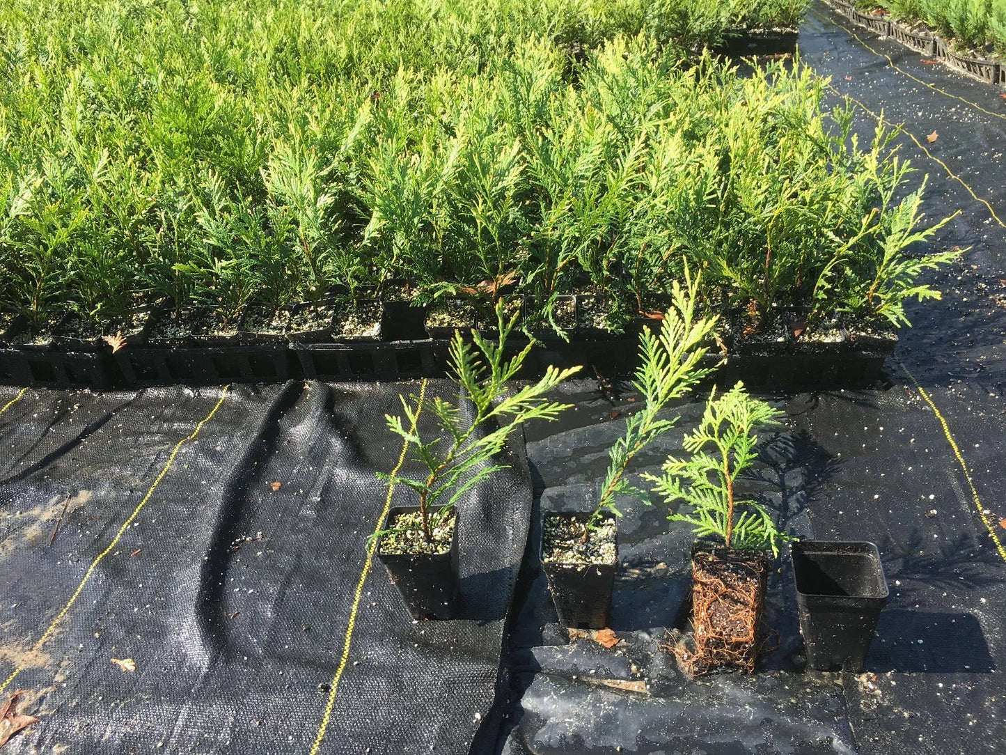 Green Giant Thuja Trees 10"-14" Box of 50 in Pots - Thuja standishii x plicata