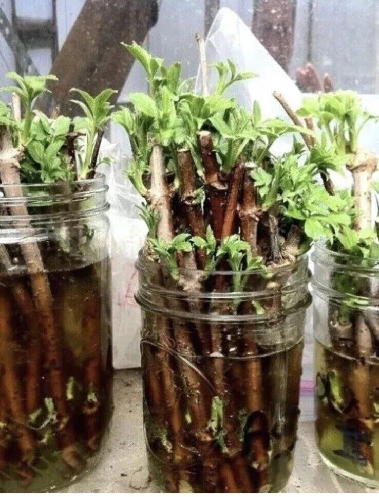 Elderberry Cuttings Unrooted - 3 Organic Sambucus Bush Shrub Perennials - Medicinal Forest Garden Plants - Appalachian Grown