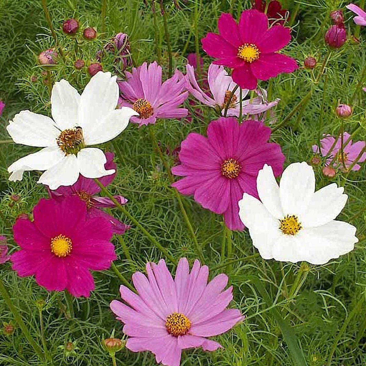 Sensation Tall Mixed Cosmos Wildflower Seeds 1/4 Lb - Everwilde Farms Mylar Pack