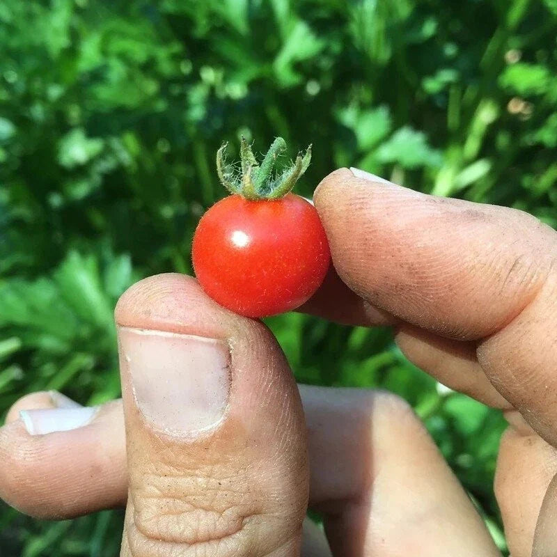Red Currant Tomato Seeds - 120+ Heirloom Organic NON-GMO - Small Cherry Variety, Perfect for Home Gardening