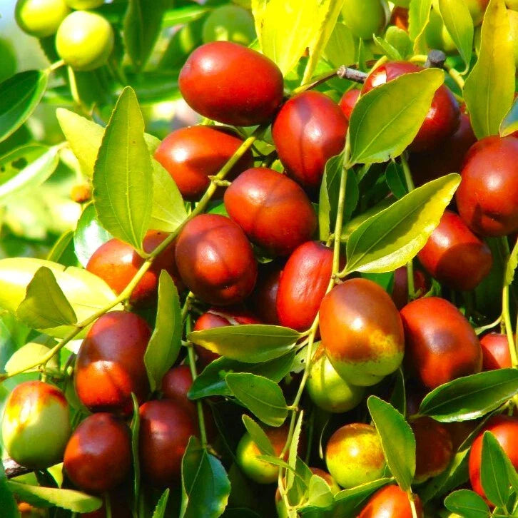 Jujube Tree Seeds 2025 | Chinese Red Date | 紅棗 | Ziziphus Jujuba Ber Hong Zao Seed