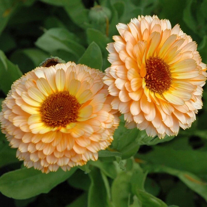 Calendula Seeds - Pink Surprise - Heirloom Edible Flowers - Free Shipping - Calendula officinalis