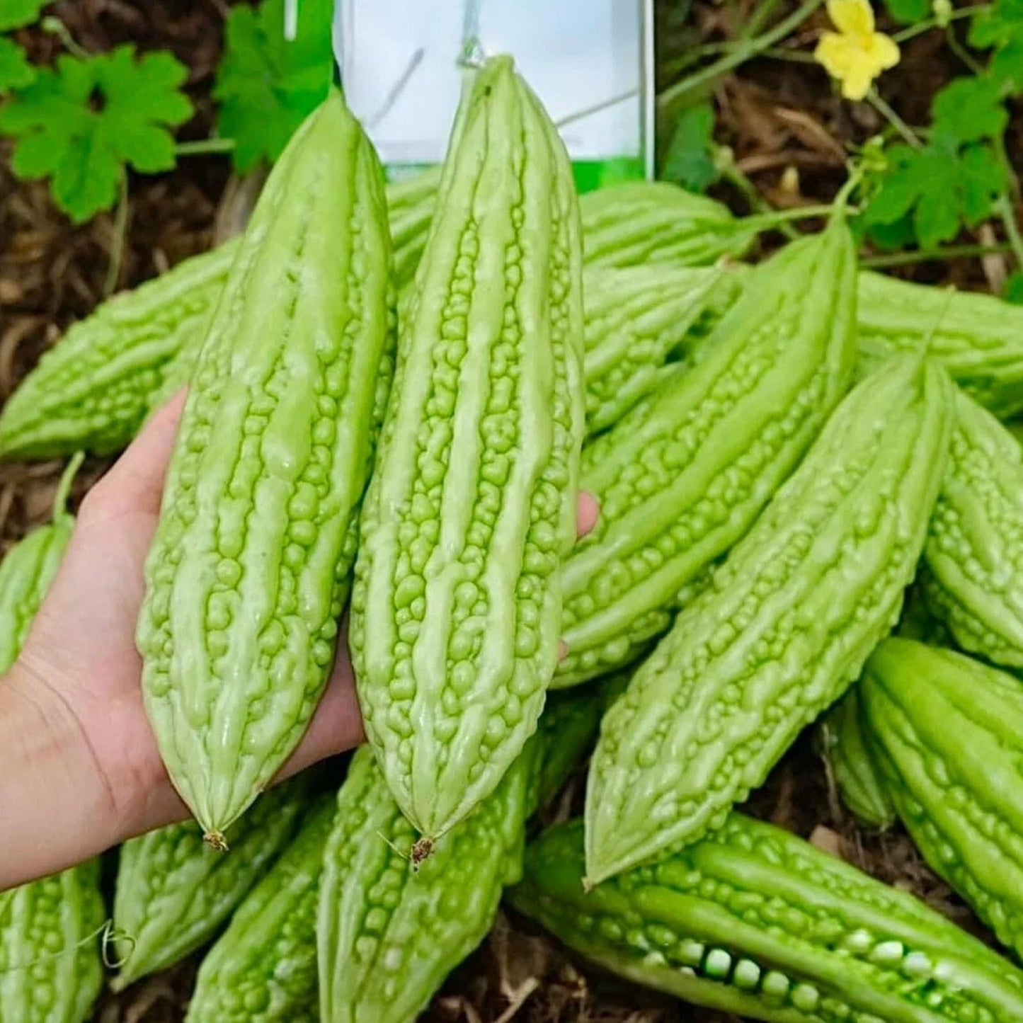Bitter Melon Seeds 15pcs - Fast-Growing Green Skin Bitter Gourd (Momordica charantia)