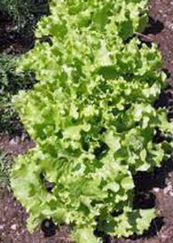Lettuce Seed Pack - Leaf Lettuce Grand Rapids Heirloom Non-GMO - 50+ Seeds