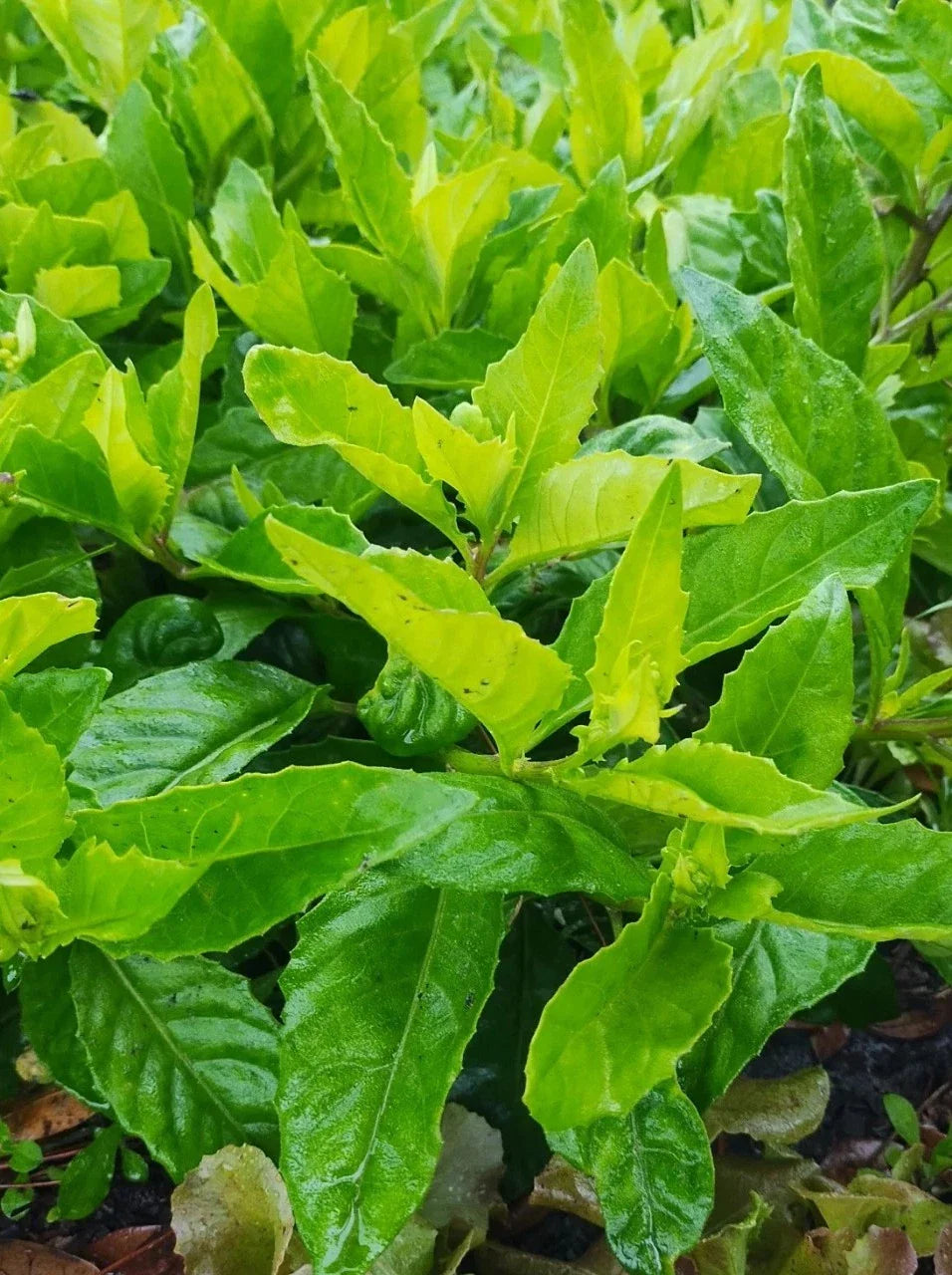 Longevity Spinach Cuttings - Gynura Procumbens - 16 Pack for Mega Food Forest Gardening