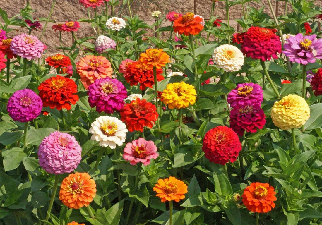 Bulk Zinnia 2000 Seeds - Heirloom Pumila Mix - Butterfly Dahlia Quality Wildflower - Zinnia elegans