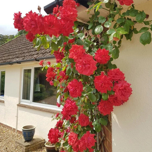 Climbing Rose Cuttings - The Prince's Trust Rose - English Legend - Rosa 'English Legend' Live Plant