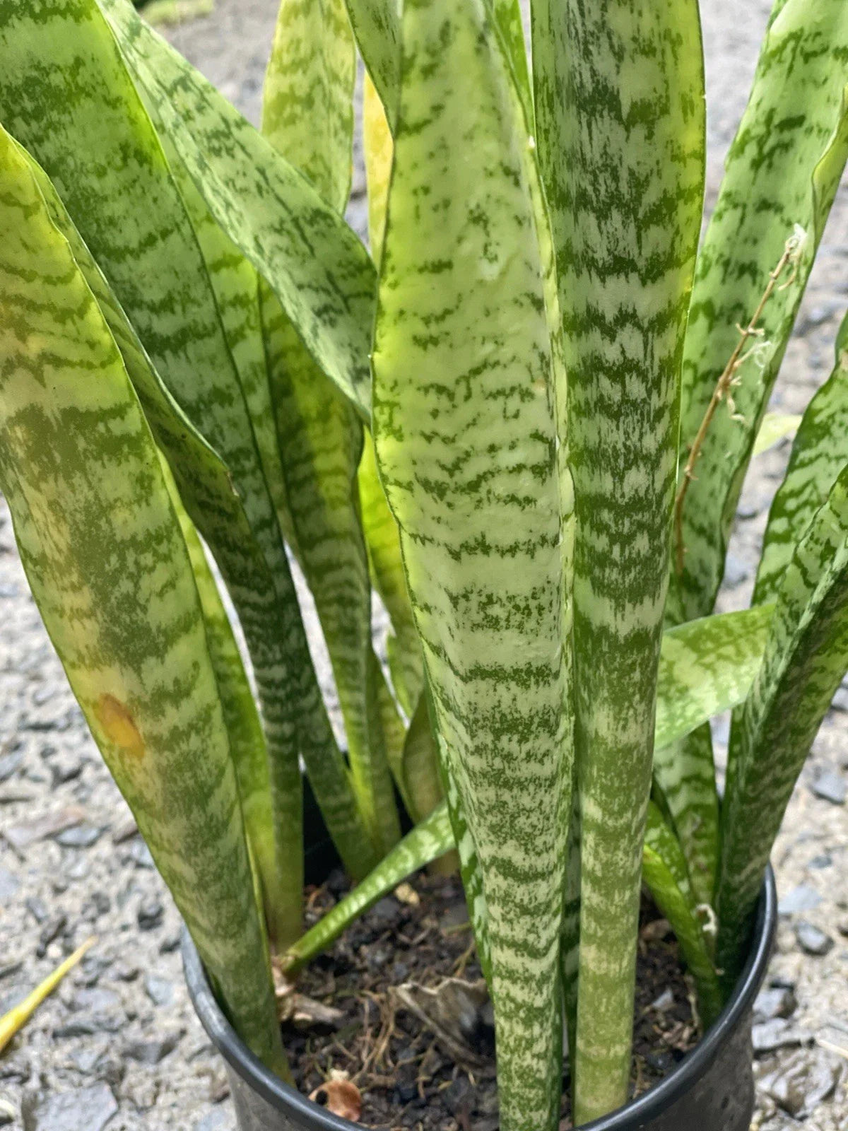 Sansevieria Starter Leaf Cuttings - Hawaii Grown Organic Snake Plant (3 Pack) - Perfect for Indoor Gardening