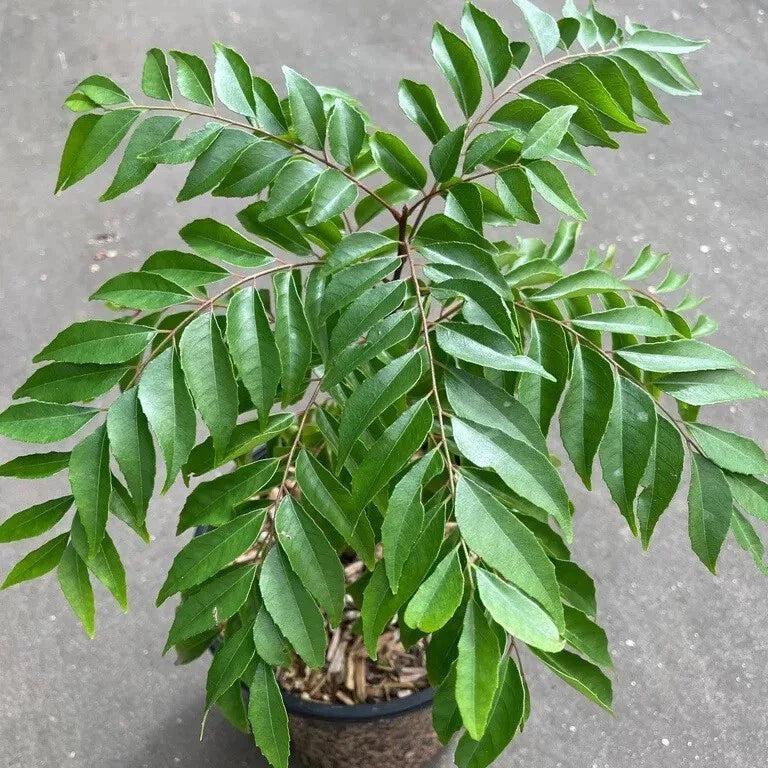 Curry Leaf Plant 6" Well Rooted Murraya Koenigii in Quart Pot - Live 1 Year Old Tree