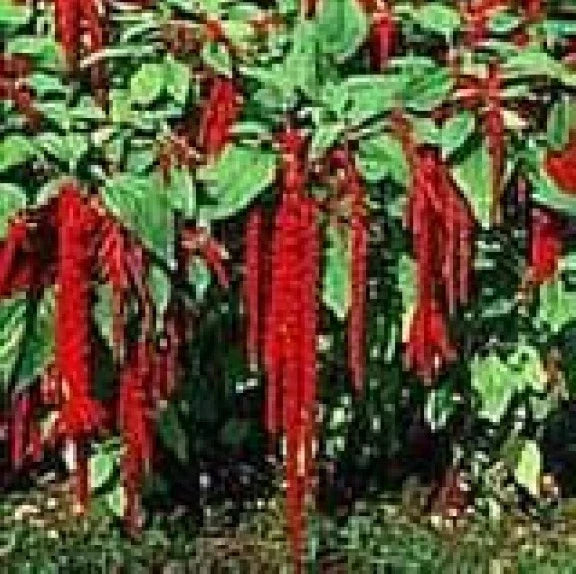 Love Lies Bleeding Seeds - Crimson Tassel Flower - Amaranthus caudatus - 100 Fresh Seeds, Free Shipping