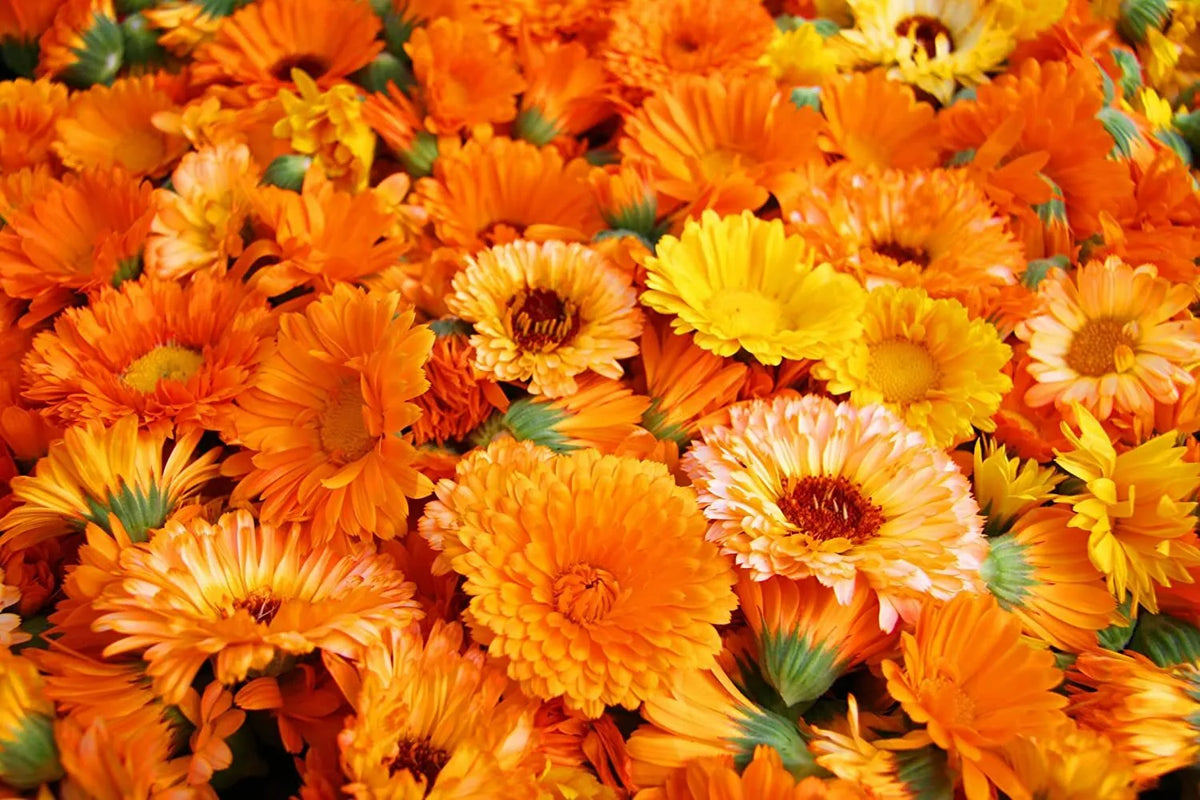 Calendula Seeds for Planting - 200+ Pacific Beauty Mix - Made in USA - Flower Seeds for Garden