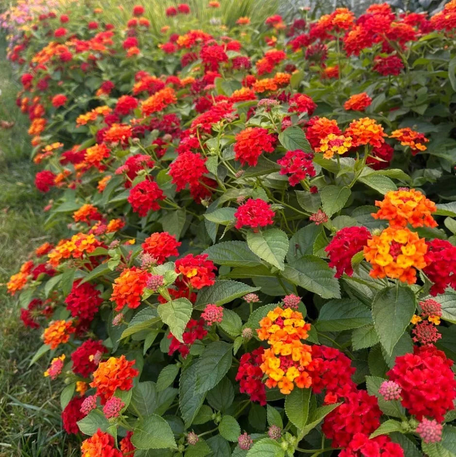 Lantana Red Live Plants 3-5" Tall Heat-Tolerant Drought-Resistant Clusters Lantana camara