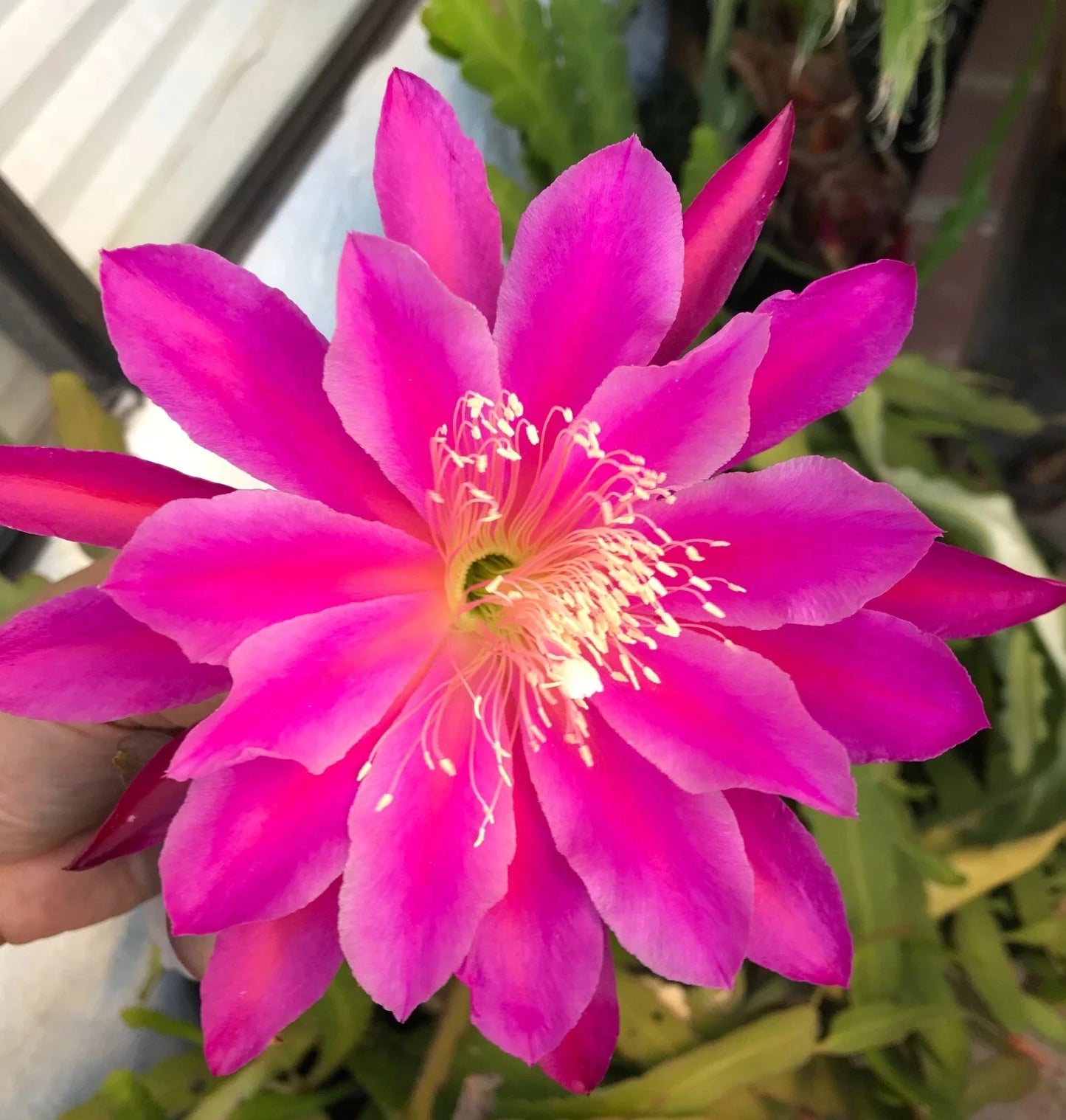 Epiphyllum Orchid Cactus Cutting 6-10" Magenta Blooms Fresh Cuttings (Epiphyllum spp.)