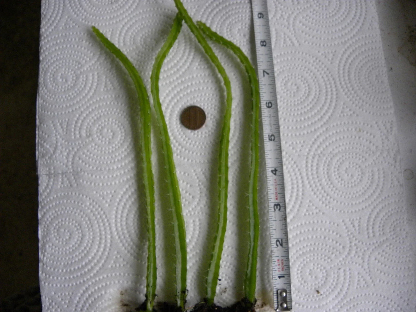 Bare Root Dragon Fruit Seedlings Lot of 4 | Dragonfruit Plant | Hylocereus spp.