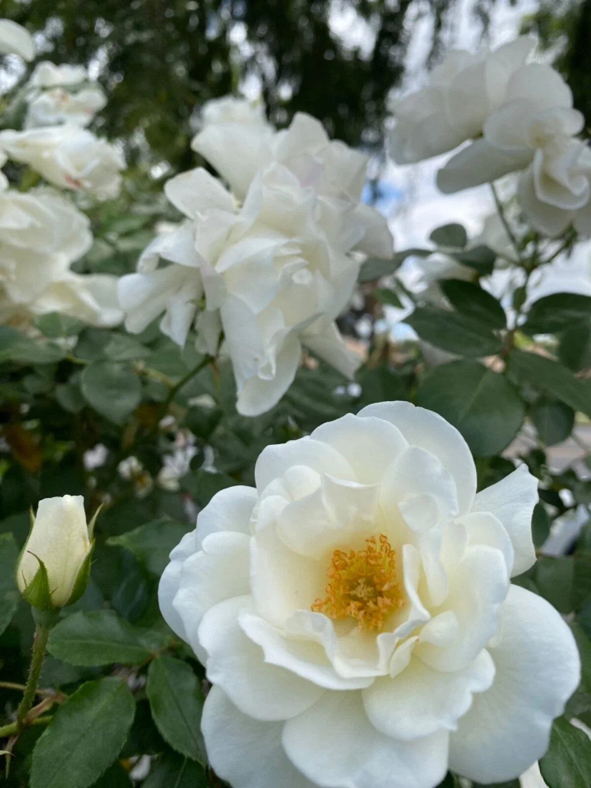White Rose Cuttings 3 Stem Pack for Rooting/Grafting, Rosa alba