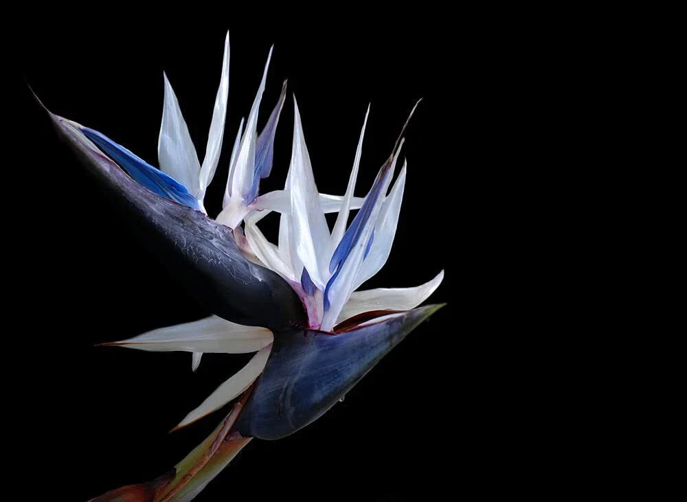White Bird of Paradise Seeds - 5 Seeds - Indoor Plant or Bonsai - Strelitzia nicolai