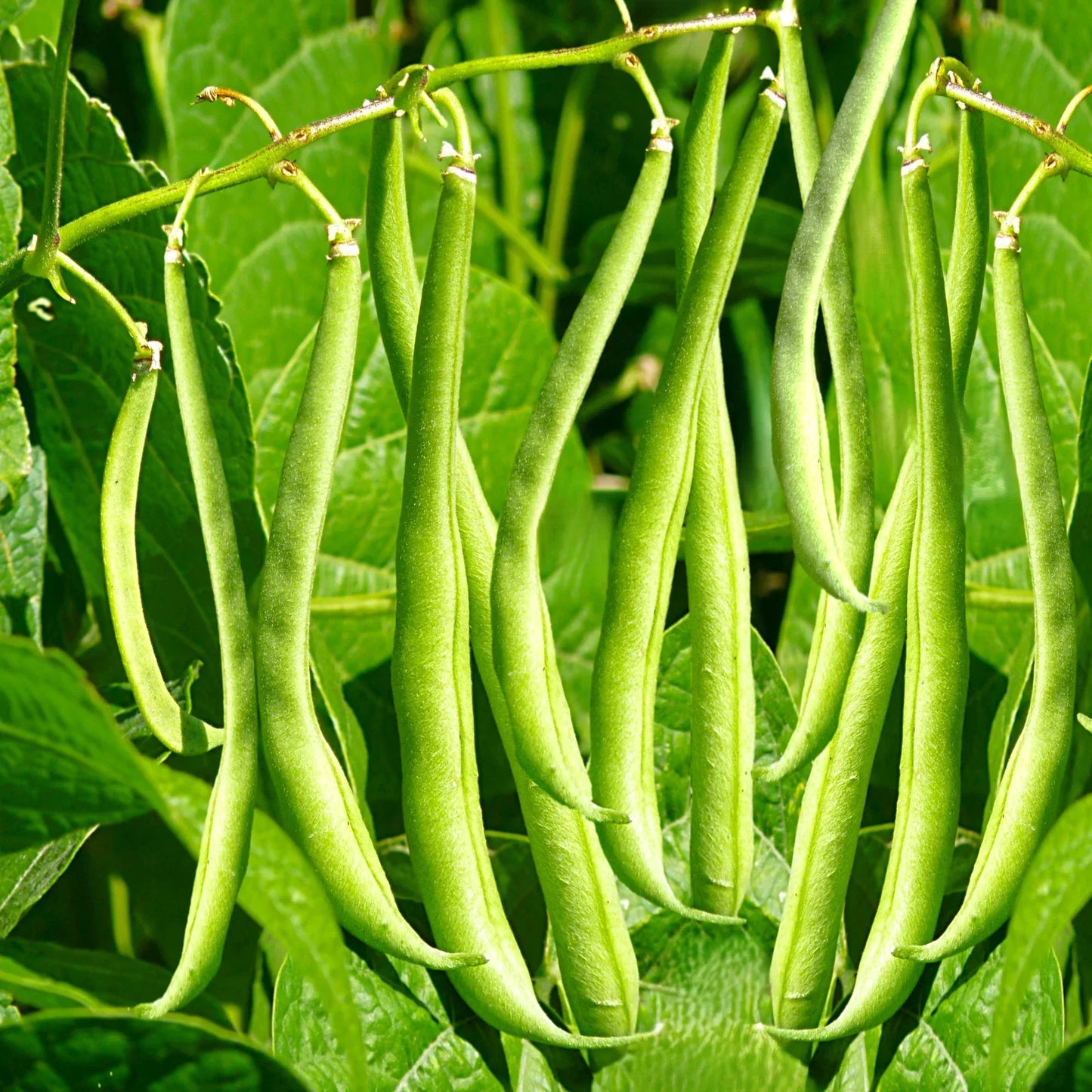 Masai French Filet Bean Seeds - Haricot Vert Variety for 2025 Planting, High-Yielding, Organic Gardening Seeds
