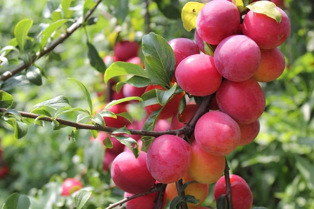 Plum Tree Seeds - 10 Seeds of Prunus Americana - American Plum - Non-GMO, Made in USA, Ships Fast