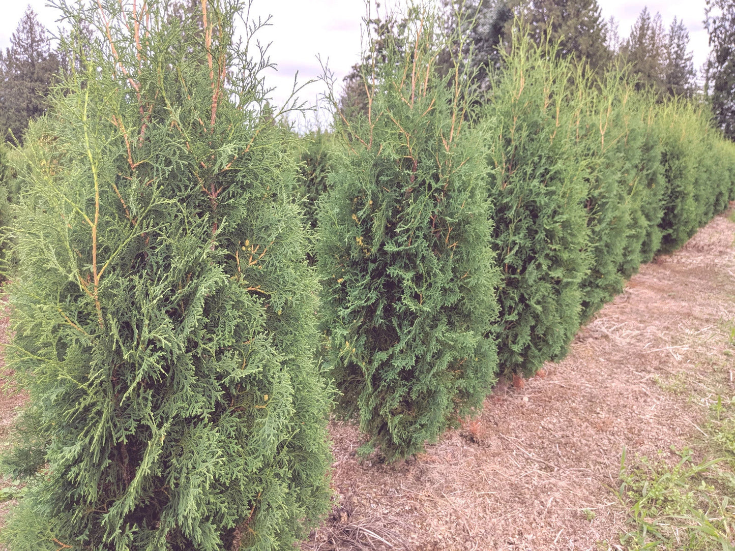 Thuja Occidentalis 'Brandon' Live Bare Root Tree 8-12 Inches Hardy Evergreen Starter Plant Zones 3-7