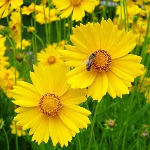 Coreopsis Seeds - 200 to 4,000 Non-GMO Lance Leaf Variety - Coreopsis lanceolata