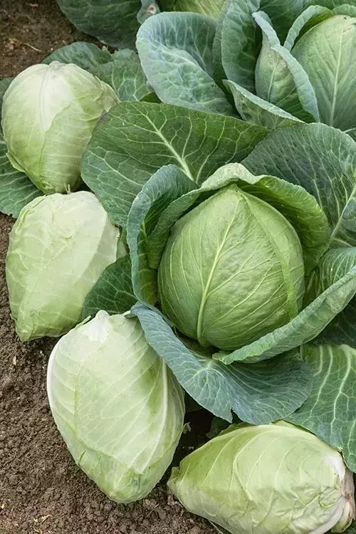 Cabbage Seeds 200+ Heirloom Charleston Wakefield NON-GMO Fresh - Brassica oleracea