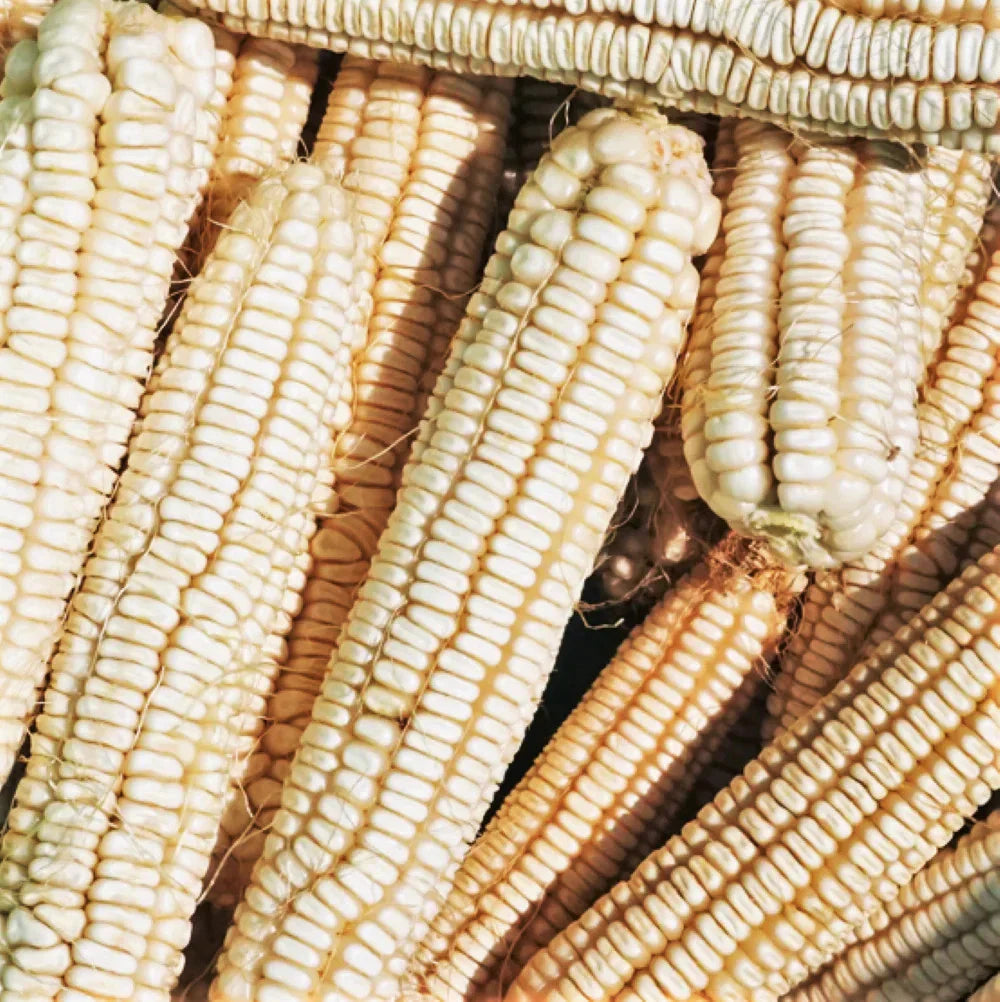 Silver King White Dent Corn Seeds - Open-Pollinated Variety for 2025 Planting - Zea mays