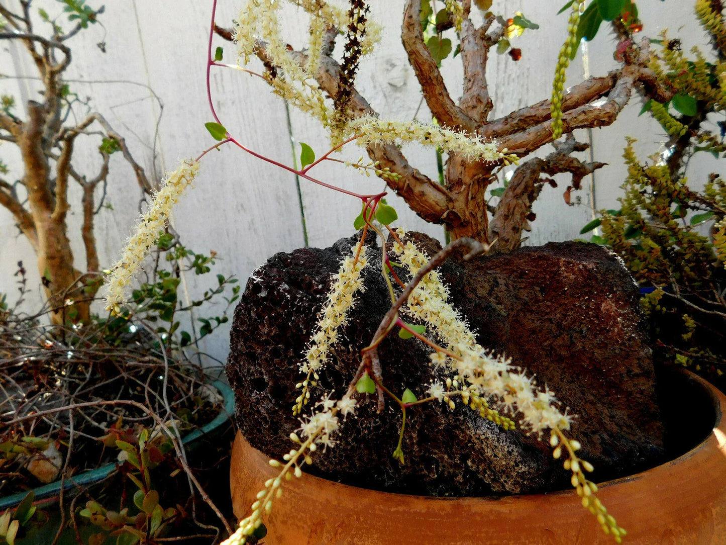 Doggie-Doo Plant | Anredera baselloides | Unique Green Foliage | Easy Care Houseplant