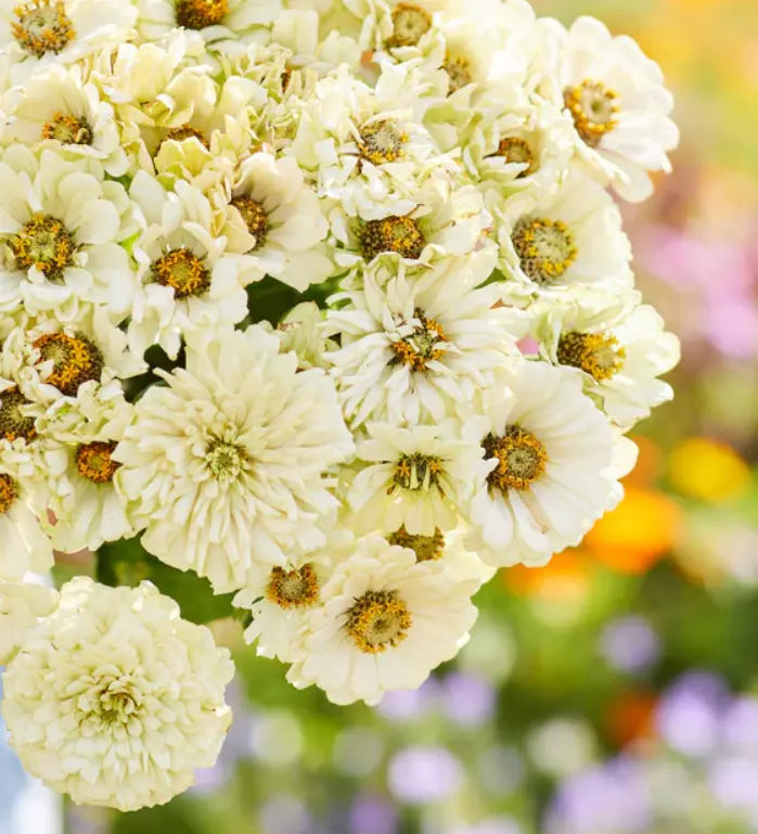 Zinnia Seeds 100 Pack Cactus Snowman White Heirloom for Moon Garden Butterflies - Zinnia elegans
