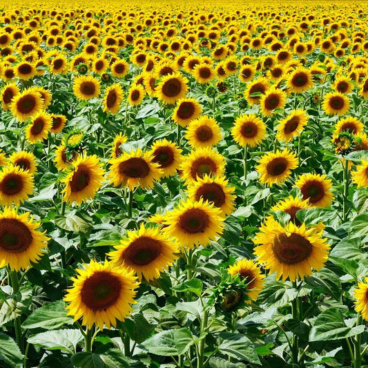 Mammoth Grey Stripe Sunflower Seeds - NON-GMO, Helianthus annuus, Bulk Pack, Free Shipping