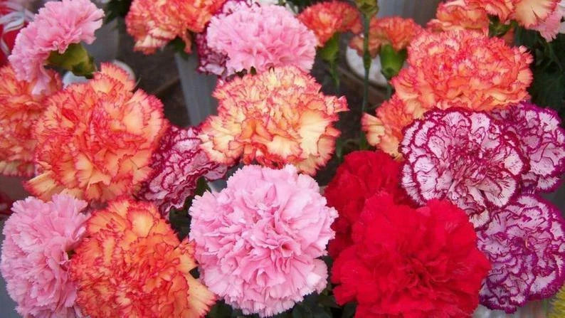 Double Mix Carnation Seeds - 100 Perennial Flower Seeds - Dianthus Variety for Vibrant Garden Blooms