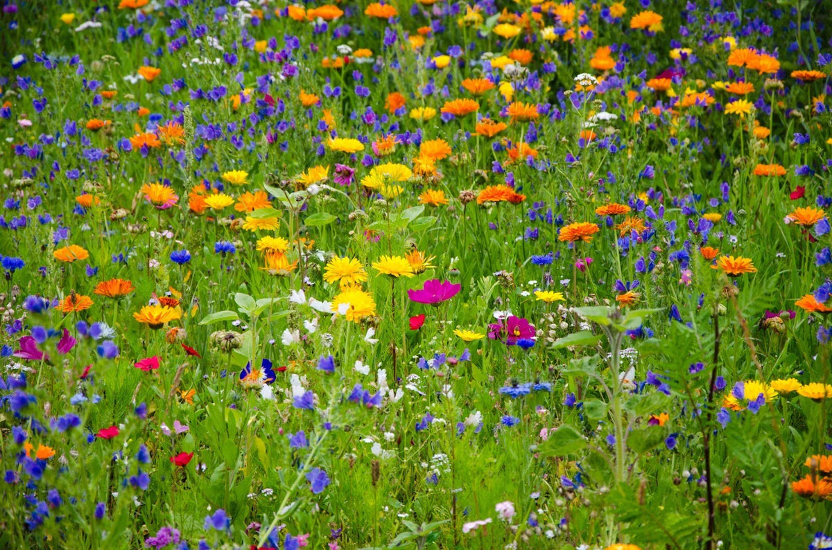Heirloom Wildflower Seed Mix - 1000 Seeds - All Natural, All Region - Serendipity's Garden Mix - Wildflower Variety